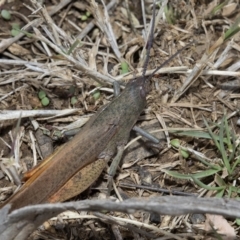 Goniaea carinata (Black kneed gumleaf grasshopper) at Namadgi National Park - 28 Mar 2019 by JudithRoach
