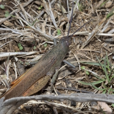 Goniaea carinata (Black kneed gumleaf grasshopper) at Namadgi National Park - 28 Mar 2019 by JudithRoach
