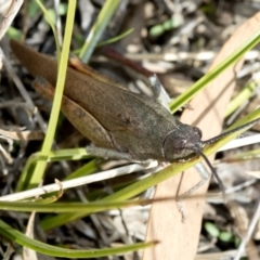 Goniaea carinata at Cotter River, ACT - 28 Mar 2019 02:55 PM