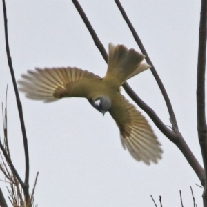 Nesoptilotis leucotis at Googong, NSW - 12 May 2019 02:20 PM