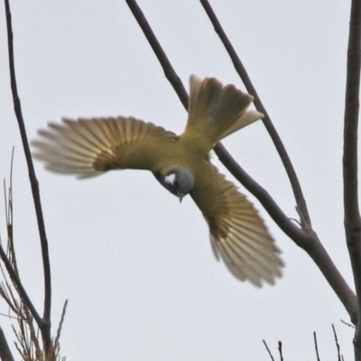 Nesoptilotis leucotis (White-eared Honeyeater) at Googong, NSW - 12 May 2019 by RodDeb