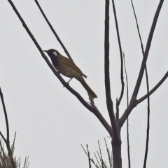 Nesoptilotis leucotis at Googong, NSW - 12 May 2019 02:20 PM