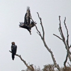 Aquila audax (Wedge-tailed Eagle) at Googong Foreshore - 12 May 2019 by RodDeb