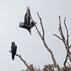 Aquila audax (Wedge-tailed Eagle) at Googong, NSW - 12 May 2019 by RodDeb