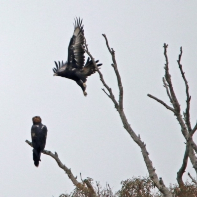 Aquila audax (Wedge-tailed Eagle) at Googong Foreshore - 12 May 2019 by RodDeb