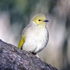 Ptilotula penicillata (White-plumed Honeyeater) at Googong Reservoir - 12 May 2019 by RodDeb