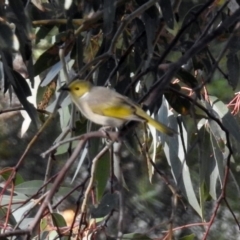 Ptilotula penicillata at Googong, NSW - 12 May 2019 02:28 PM