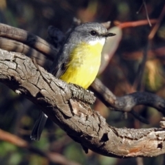 Eopsaltria australis (Eastern Yellow Robin) at Googong Foreshore - 12 May 2019 by RodDeb
