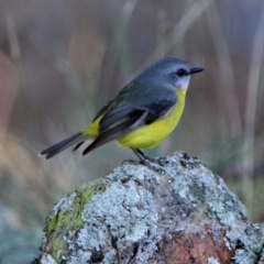 Eopsaltria australis at Googong, NSW - 12 May 2019