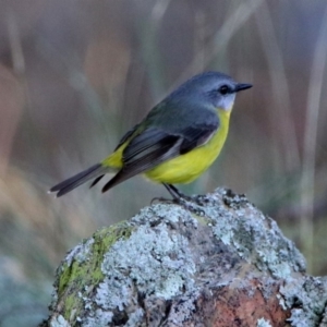 Eopsaltria australis at Googong, NSW - 12 May 2019 03:20 PM