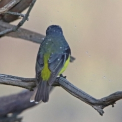 Eopsaltria australis at Googong, NSW - 12 May 2019