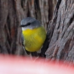 Eopsaltria australis at Googong, NSW - 12 May 2019