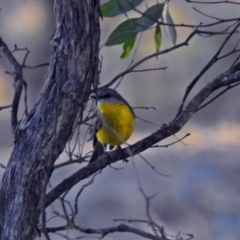 Eopsaltria australis at Googong, NSW - 12 May 2019