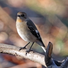 Petroica phoenicea (Flame Robin) at Googong Foreshore - 12 May 2019 by RodDeb
