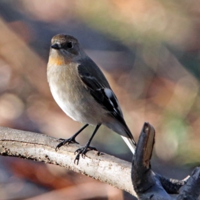 Petroica phoenicea (Flame Robin) at Googong Foreshore - 12 May 2019 by RodDeb