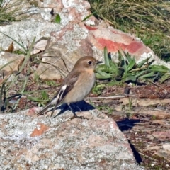 Petroica phoenicea at Googong, NSW - 12 May 2019 01:46 PM