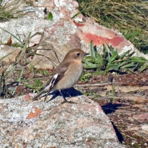 Petroica phoenicea at Googong, NSW - 12 May 2019 01:46 PM