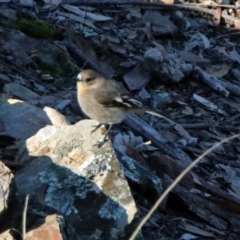 Petroica phoenicea at Googong, NSW - 12 May 2019 01:46 PM