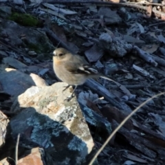 Petroica phoenicea at Googong, NSW - 12 May 2019
