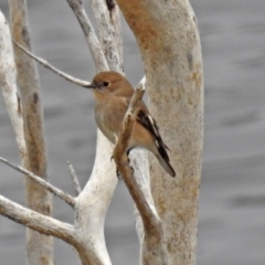 Petroica phoenicea at Googong, NSW - 12 May 2019 01:46 PM