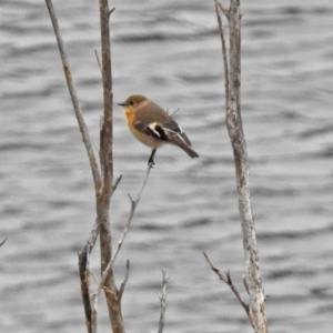 Petroica phoenicea at Googong, NSW - 12 May 2019 01:46 PM