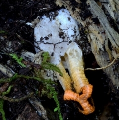 Pseudocolus fusiformis (Pseudocolus fusiformis) at Box Cutting Rainforest Walk - 16 May 2019 by Teresa