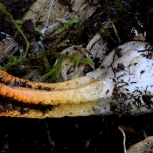 Pseudocolus fusiformis at Box Cutting Rainforest Walk - 16 May 2019