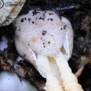 Pseudocolus fusiformis at Box Cutting Rainforest Walk - 16 May 2019