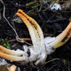 Pseudocolus fusiformis at Box Cutting Rainforest Walk - 16 May 2019