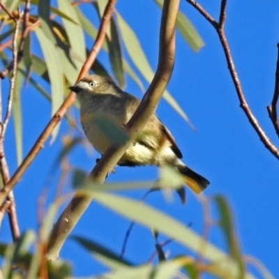 Aphelocephala leucopsis (Southern Whiteface) at Googong, NSW - 12 May 2019 by RodDeb