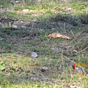 Aphelocephala leucopsis at Googong Foreshore - 12 May 2019