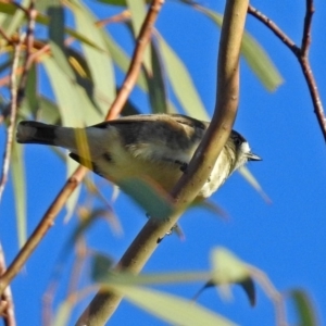 Aphelocephala leucopsis at Googong Foreshore - 12 May 2019