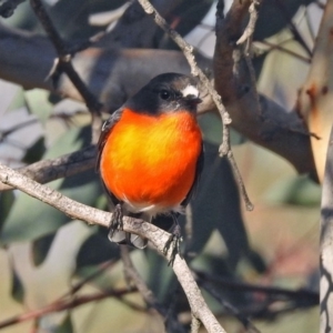 Petroica phoenicea at Googong, NSW - 12 May 2019 03:08 PM