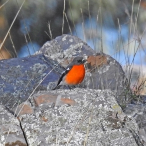 Petroica phoenicea at Googong, NSW - 12 May 2019 03:08 PM