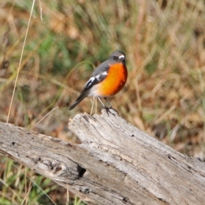 Petroica phoenicea at Googong, NSW - 12 May 2019