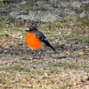 Petroica phoenicea at Googong, NSW - 12 May 2019