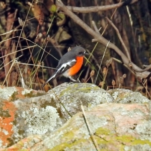 Petroica phoenicea at Googong, NSW - 12 May 2019 03:08 PM