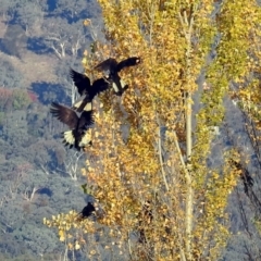 Zanda funerea (Yellow-tailed Black-Cockatoo) at Hume, ACT - 12 May 2019 by RodDeb