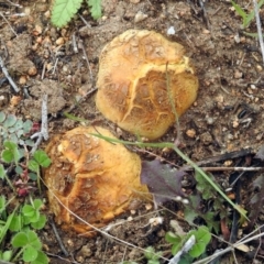 Scleroderma sp. (Scleroderma) at Googong, NSW - 12 May 2019 by RodDeb