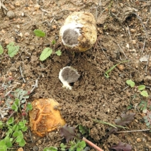 Scleroderma sp. at Googong, NSW - 12 May 2019 12:43 PM