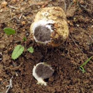 Scleroderma sp. at Googong, NSW - 12 May 2019 12:43 PM