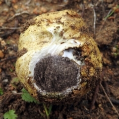 Scleroderma sp. at Googong, NSW - 12 May 2019