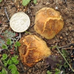 Scleroderma sp. at Googong, NSW - 12 May 2019 12:43 PM