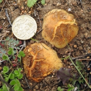 Scleroderma sp. at Googong, NSW - 12 May 2019