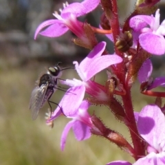 Geron sp. (genus) (Slender Bee Fly) at Rocky Plain, NSW - 12 Dec 2015 by AndyRussell