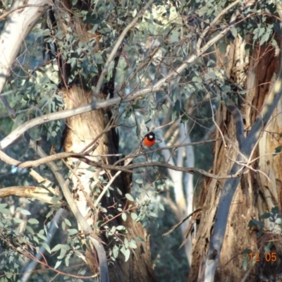 Petroica boodang (Scarlet Robin) at Red Hill Nature Reserve - 12 May 2019 by TomT