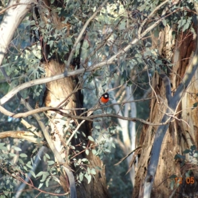 Petroica boodang (Scarlet Robin) at Deakin, ACT - 12 May 2019 by TomT