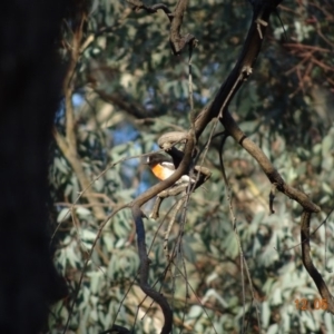 Petroica boodang at Deakin, ACT - 12 May 2019