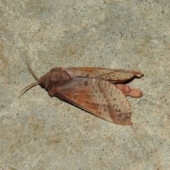 Oxycanus dirempta (Variable Oxycanus) at Kambah, ACT - 6 May 2019 by MatthewFrawley