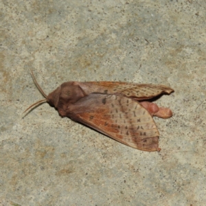 Oxycanus dirempta at Kambah, ACT - 6 May 2019 08:27 PM